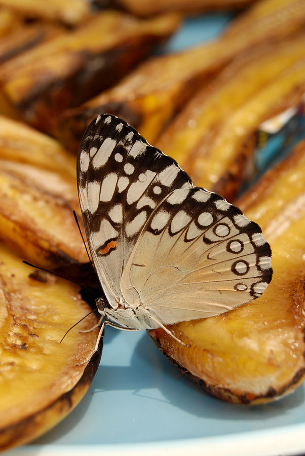 Cream Colored Butterfly On Banana Digital Art