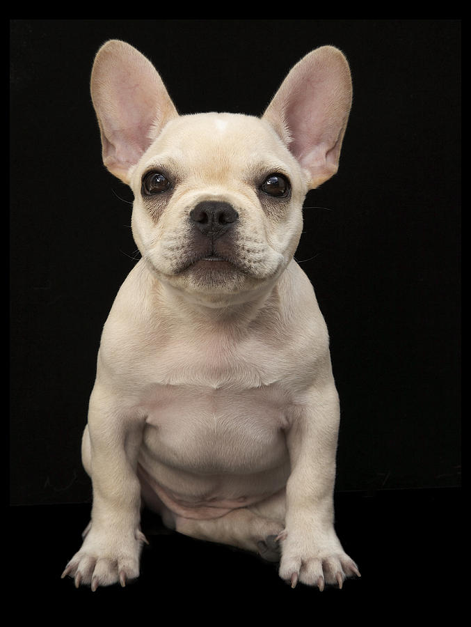 Cream Colored French Bulldog Puppy Photograph by M Photo