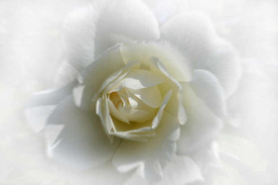 Rose Photograph - Cream Dream by Terence Davis