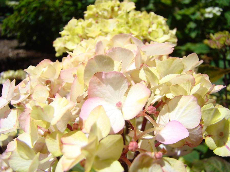 Nature Photograph - Cream Pink Hydrangea Flowers art prints Floral by Patti Baslee