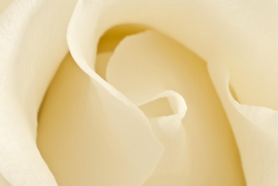 Cream Rose Photograph by Steve Purnell