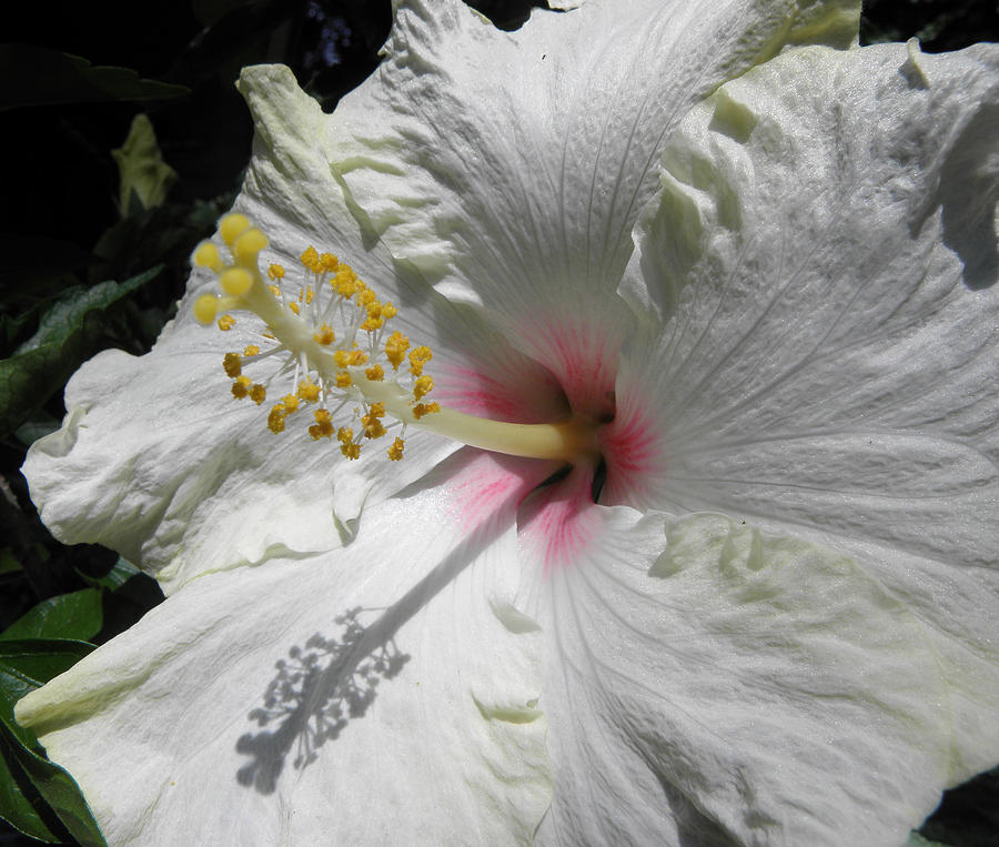 Creamy Hibiscus Photograph by Kim Galluzzo
