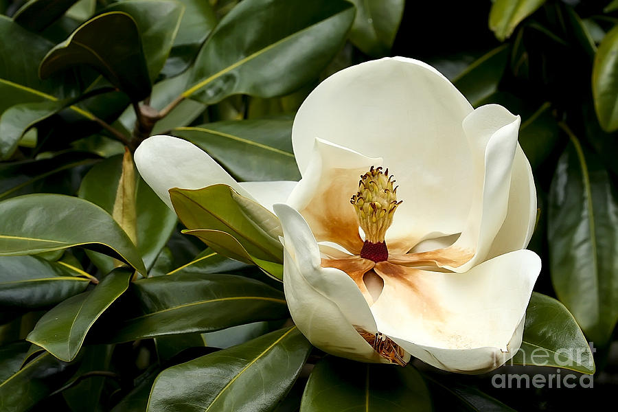 Magnolia Movie Photograph - Creamy Magnolia by Teresa Zieba