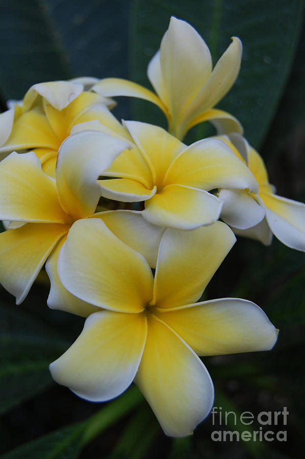 Creamy Yellow Flowers Photograph by Danielle Scott