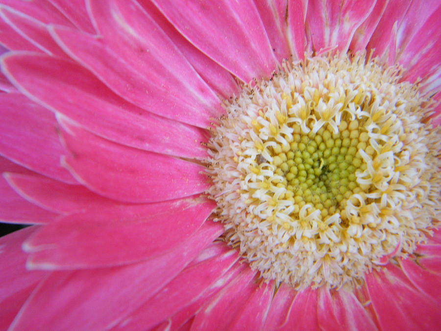 Daisy Photograph - Creation in Pink by Mary Sedivy