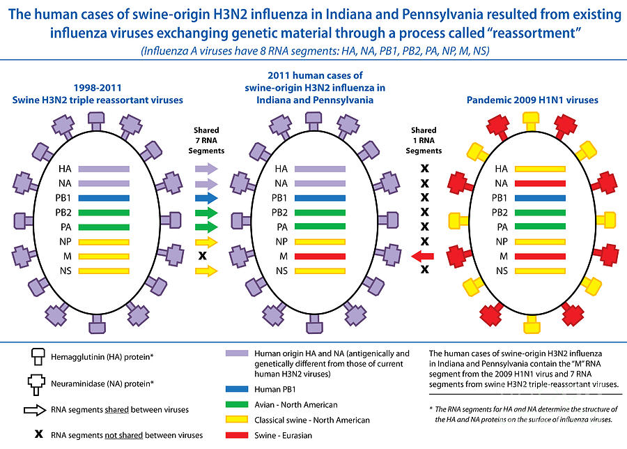 Creation Of H3n2 Influenza Virus Photograph by Science Source