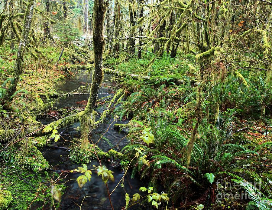 Creek In The Rain Forest Photograph by Adam Jewell