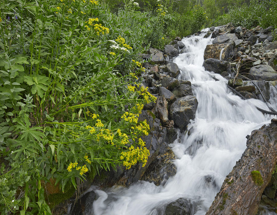 Creek Near Silverton Colorado Photograph by Tim Fitzharris