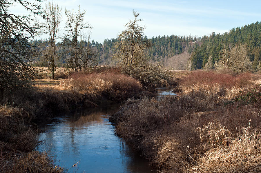 Creek of Ohop Valley Photograph by Tikvahs Hope