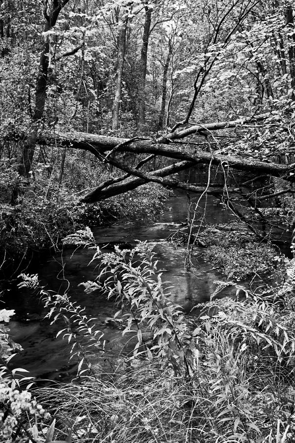 Creek Photograph by Randall Cogle