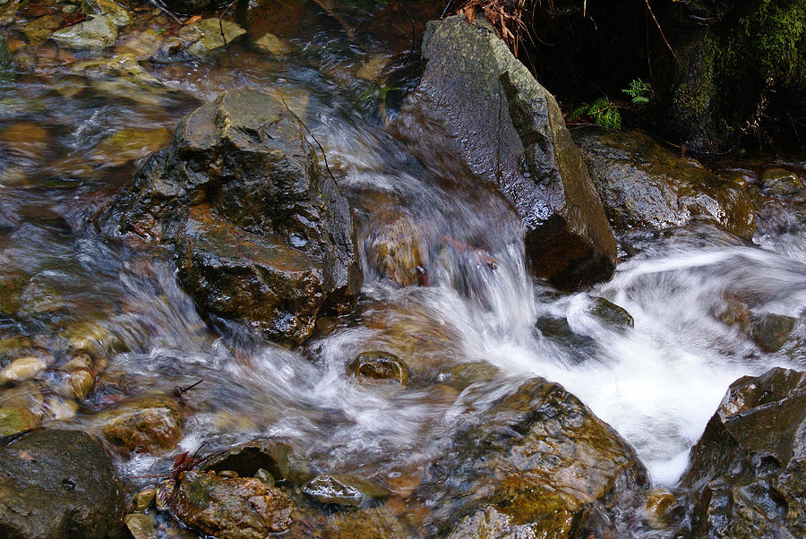 Creek Scene on Mt Tamalpais Photograph by Ben Upham III
