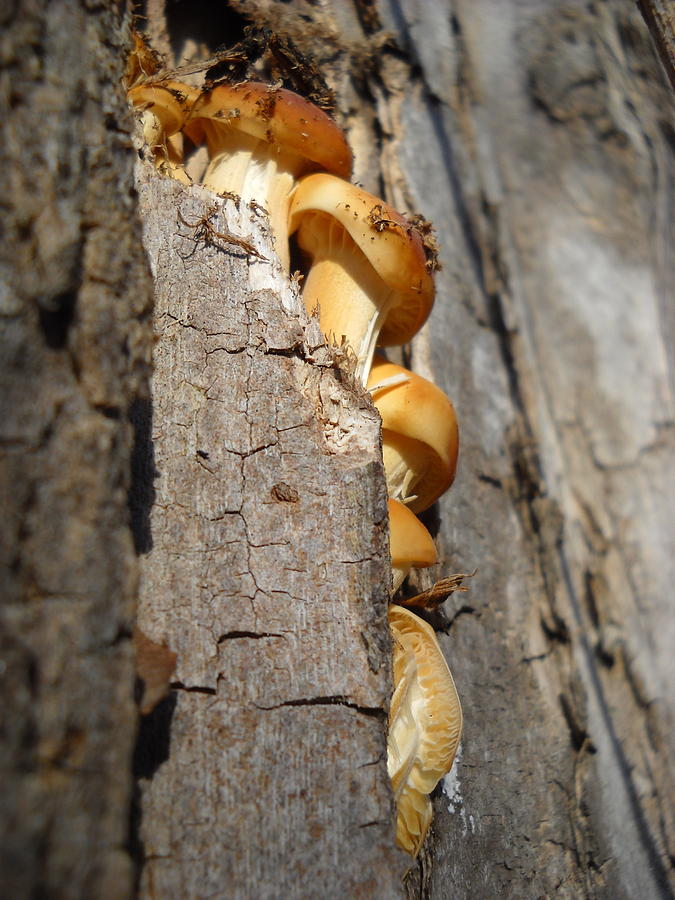 Creeping Fungi Photograph by Kent Lorentzen