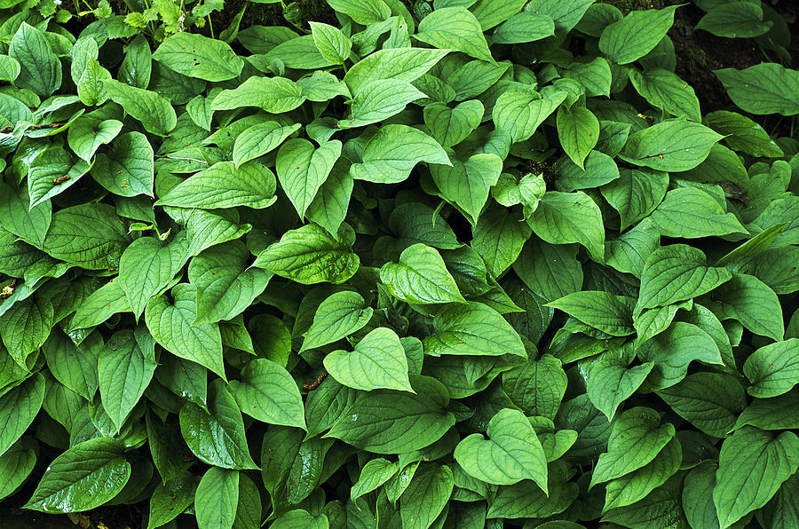 Creeping Navelwort (omphalodes 'alba') by Archie Young