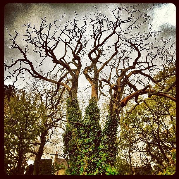 Tree Photograph - Creepy Cottage... #tree #creepy #old by Robert Campbell