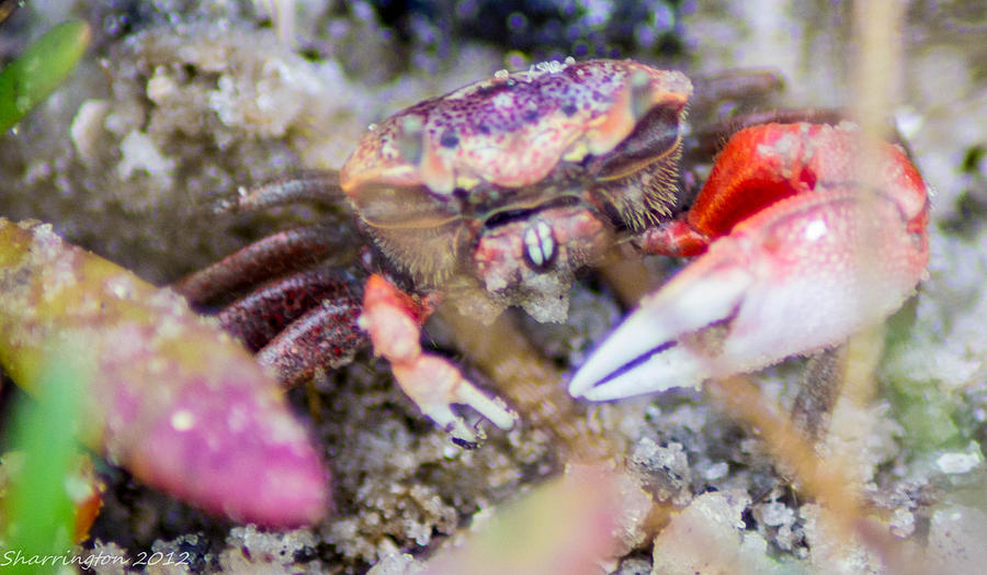 Creepy Crab Photograph by Shannon Harrington
