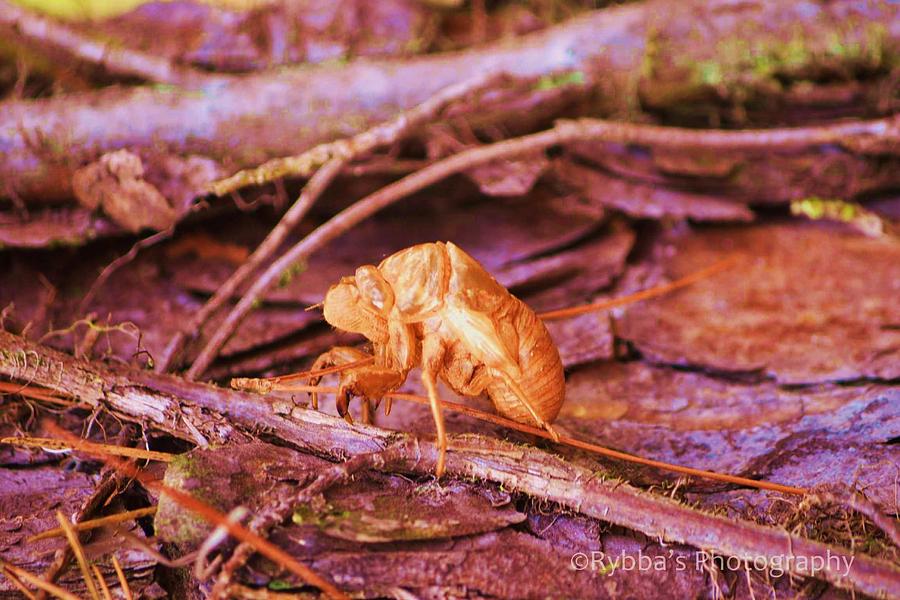 Brown Bug Photograph - Creepy Critter by Ruth Yvonne Ash