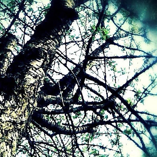 Tree Photograph - #creepy #scary #tree #dark by Dean Ferris