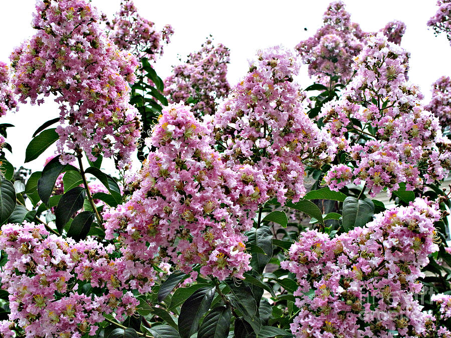 Crepe Myrtle  Clusters of Beauty  Photograph by Louise Peardon