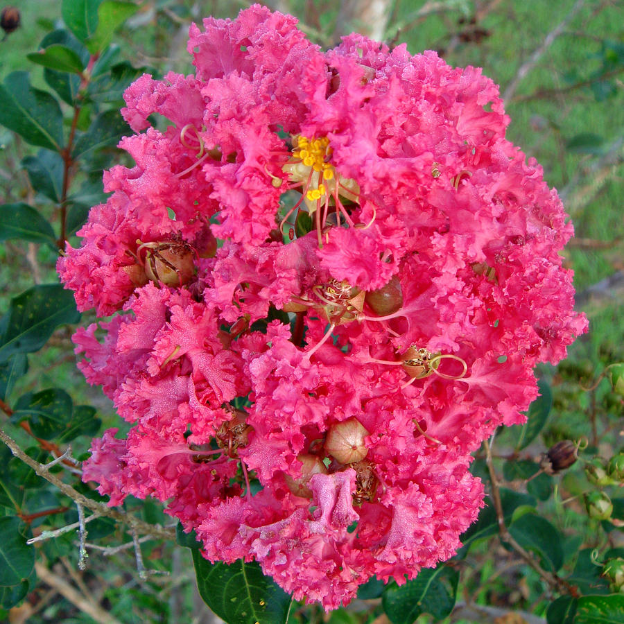 Crepe Myrtle Photograph by David Brown