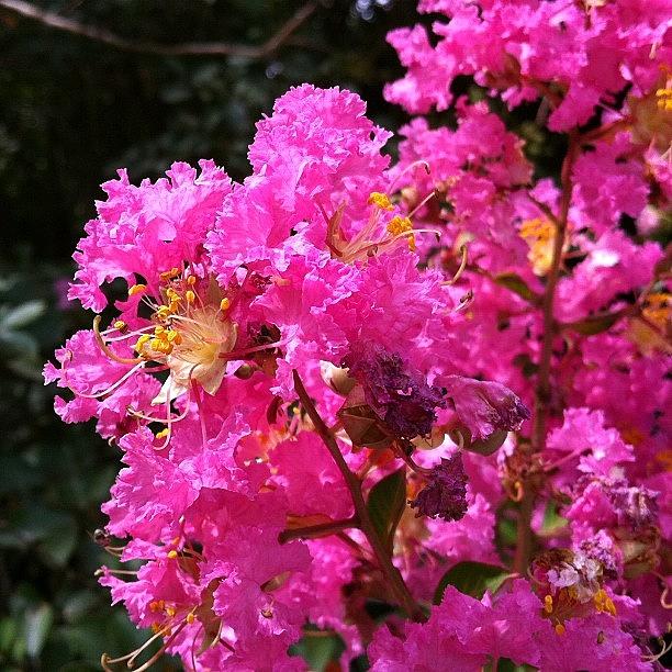 Nature Photograph - Crepe Myrtle #iphonesia #iphone by April J