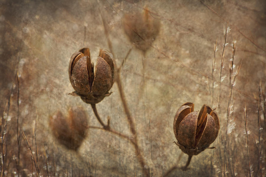 Crepe Myrtle Seed Pods with Grunge and Textures Photograph by Kathy Clark