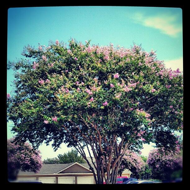 Summer Photograph - Crepe Myrtle Tree! by Percy Bohannon