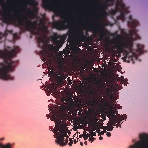 Crepe Myrtles At Sunset Photograph by Melissa Payne