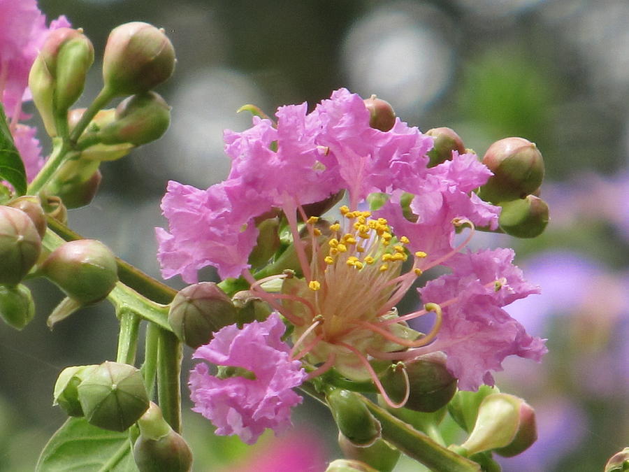 Crepemyrtle Photograph by Alfred Ng