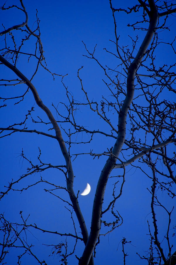 Crescent Moon in the V of Trees Photograph by James BO Insogna