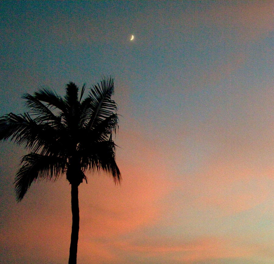 Crescent Moon Sunset Palm Photograph by Christine Sullivan Cuozzo ...