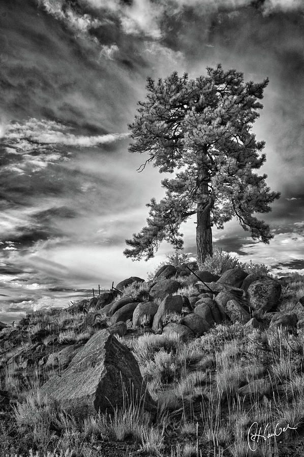 Black And White Photograph - Crested Butte Tree HDR by Christine Hauber