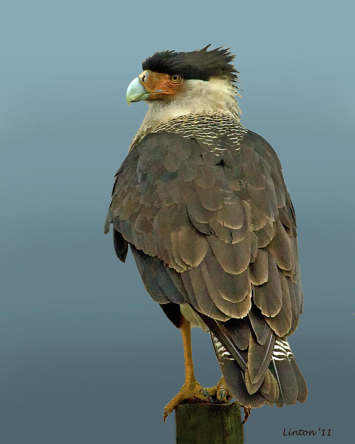 Crested Caracara 3 Photograph by Larry Linton