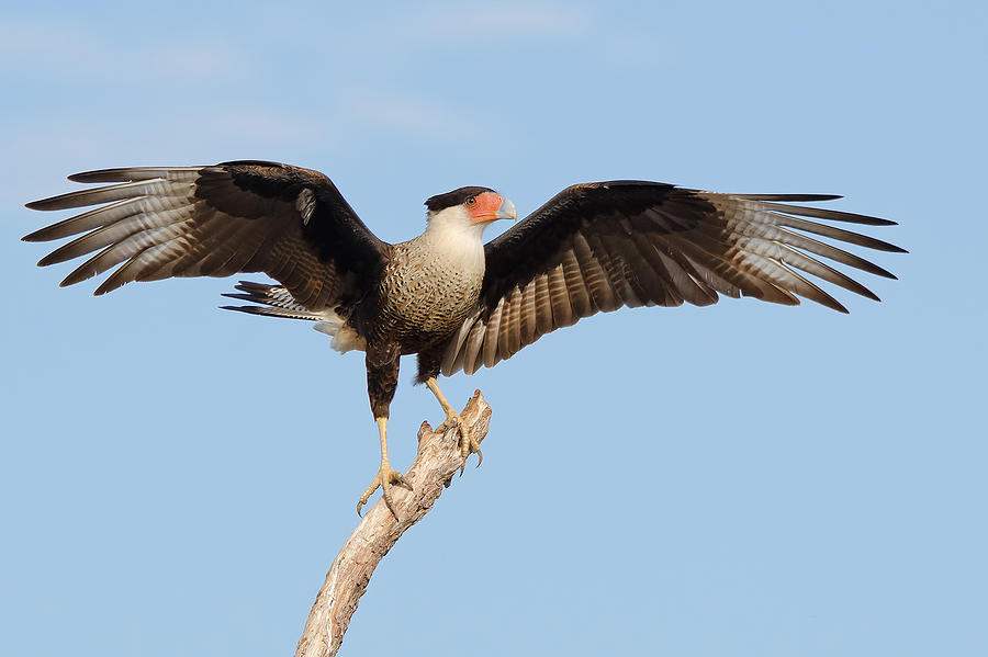 Crested Caracara Photograph by Hector D Astorga