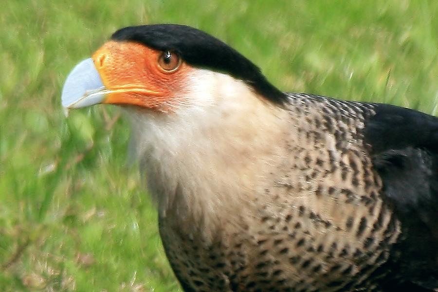 Crested Caracara Photograph by Ira Runyan - Fine Art America