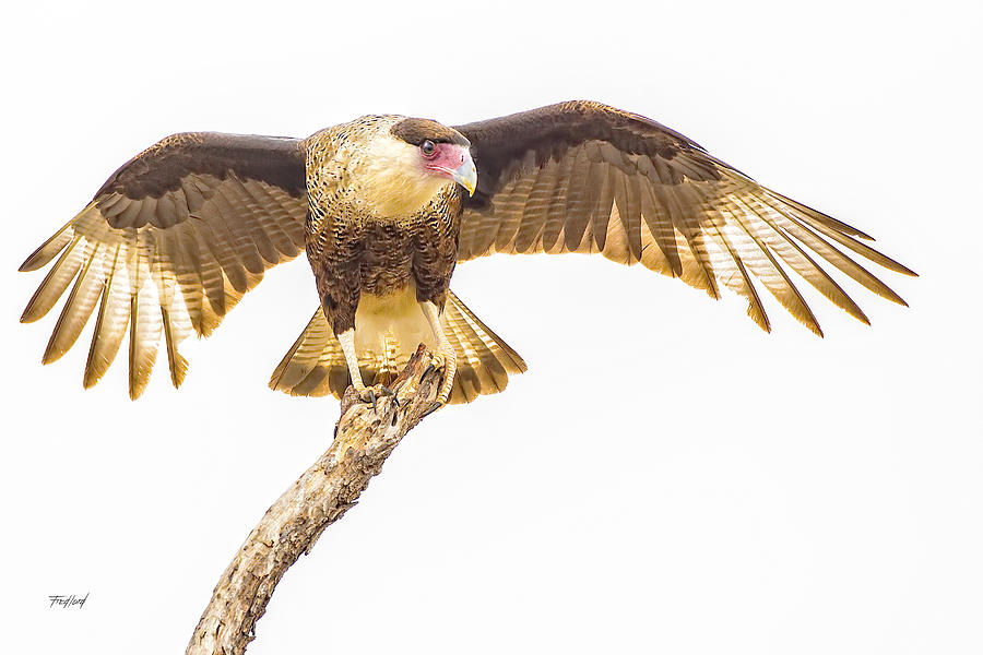 Crested Caracara Taking Off Photograph by Fred J Lord