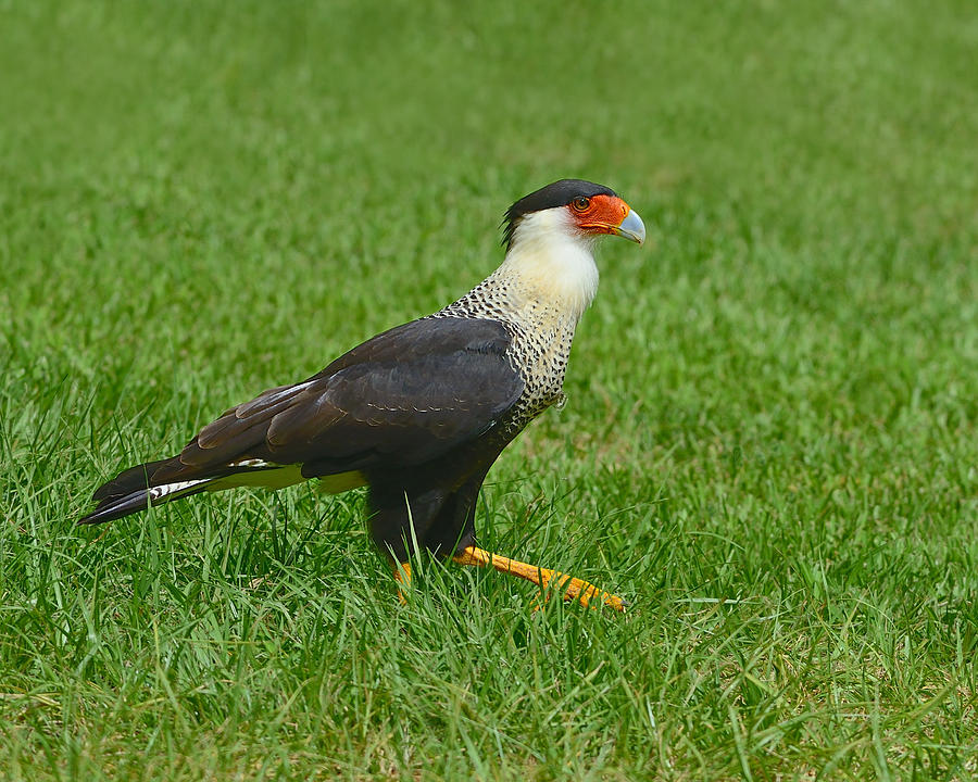 Crested Caracara Photograph by Tony Beck