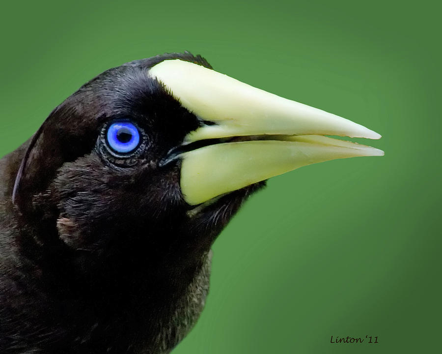 Crested Oropendola  Photograph by Larry Linton