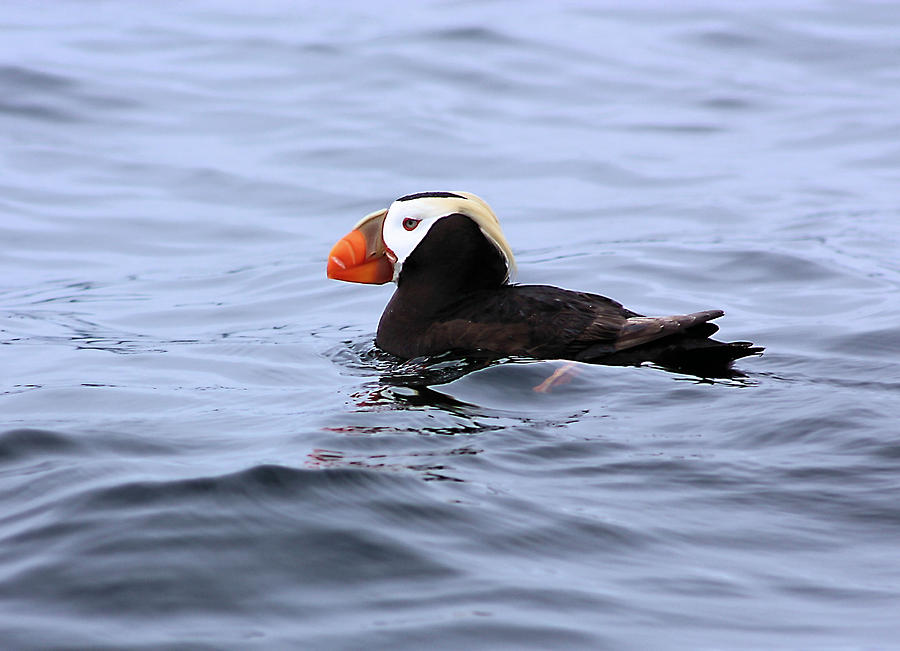 Puffin Photograph - Crested Puffin by Kristin Elmquist