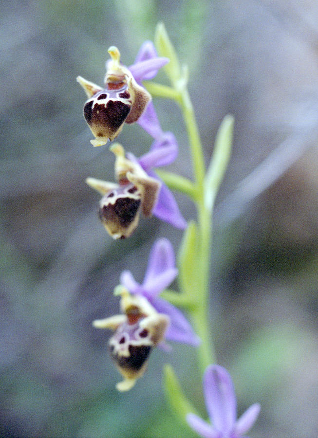 Cretan ladybird orchid Ophrys scolapax Photograph by Paul Cowan