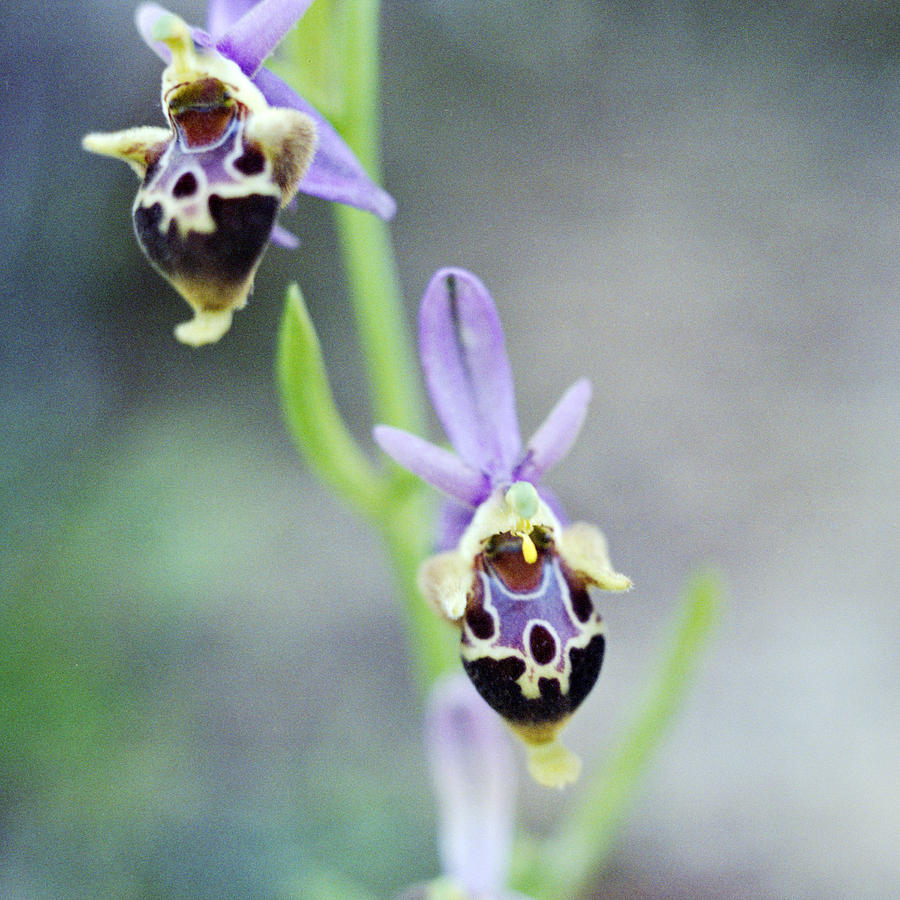 Cretan ladybird orchid  Photograph by Paul Cowan