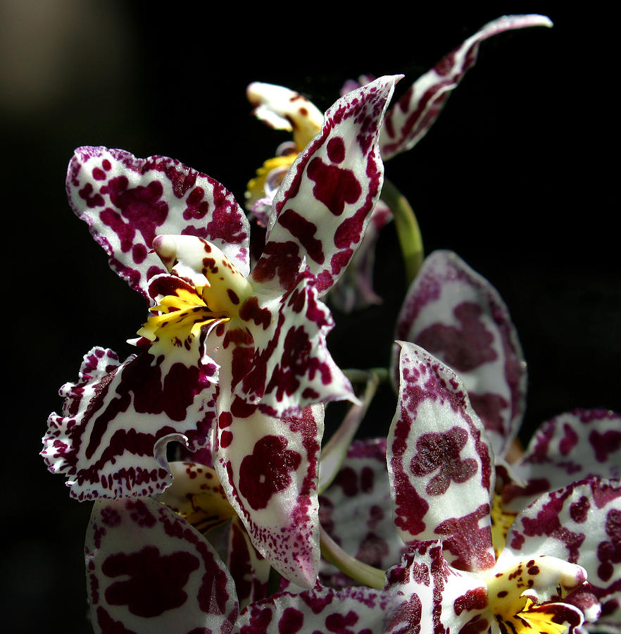 Orchid Photograph - CRibet Exotic Orchids by C Ribet