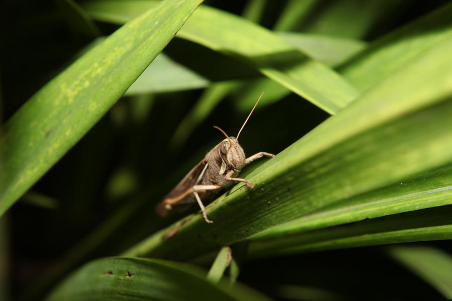 Cricket Bug Thiago Ken Iti 