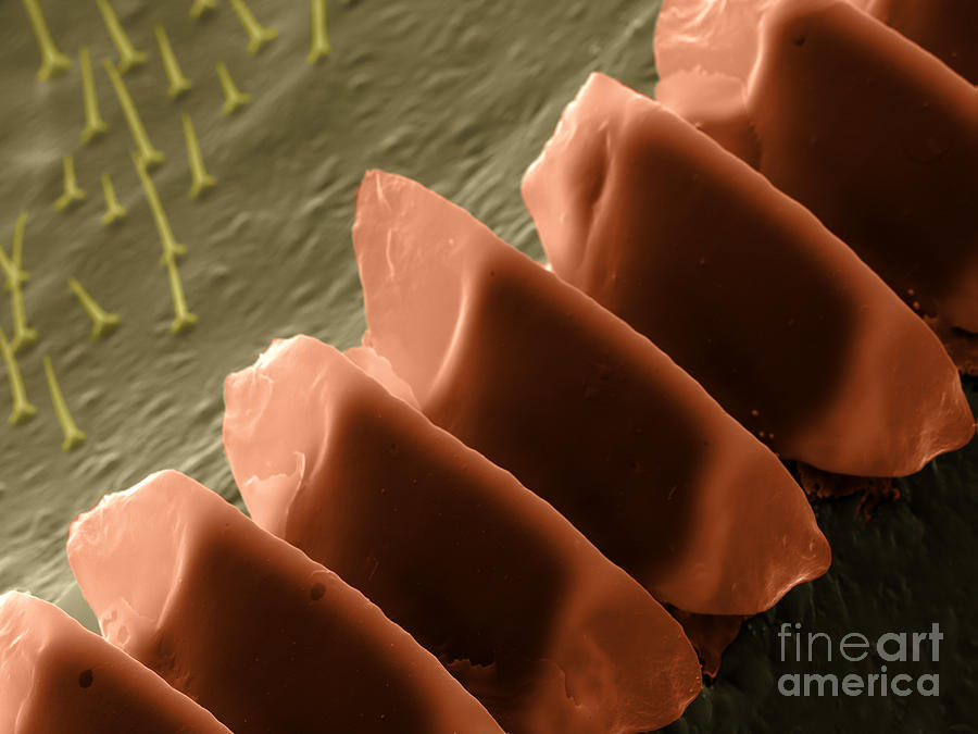 Cricket Sound Comb, Sem Photograph by Ted Kinsman