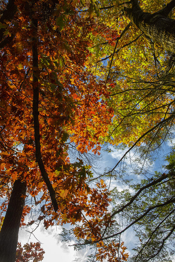 Fall Photograph - Crimson and Gold by Rick Berk