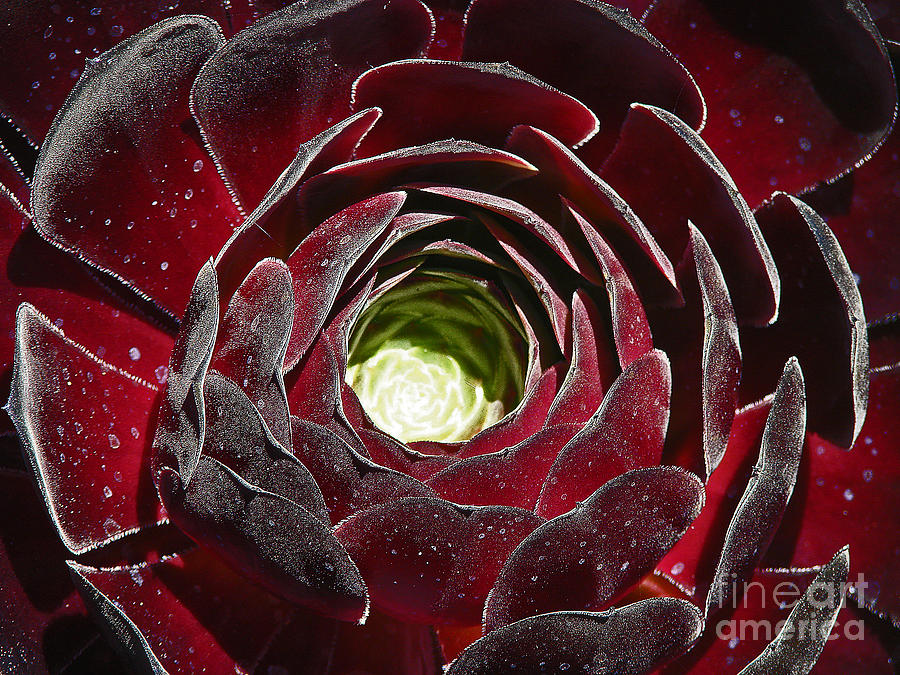 Flowers Still Life Photograph - Crimson Cacti by Suze Taylor
