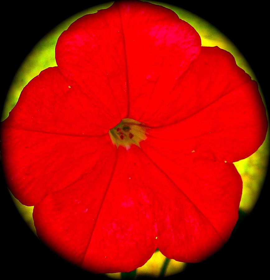 Crimson Circle Photograph by Randy Rosenberger
