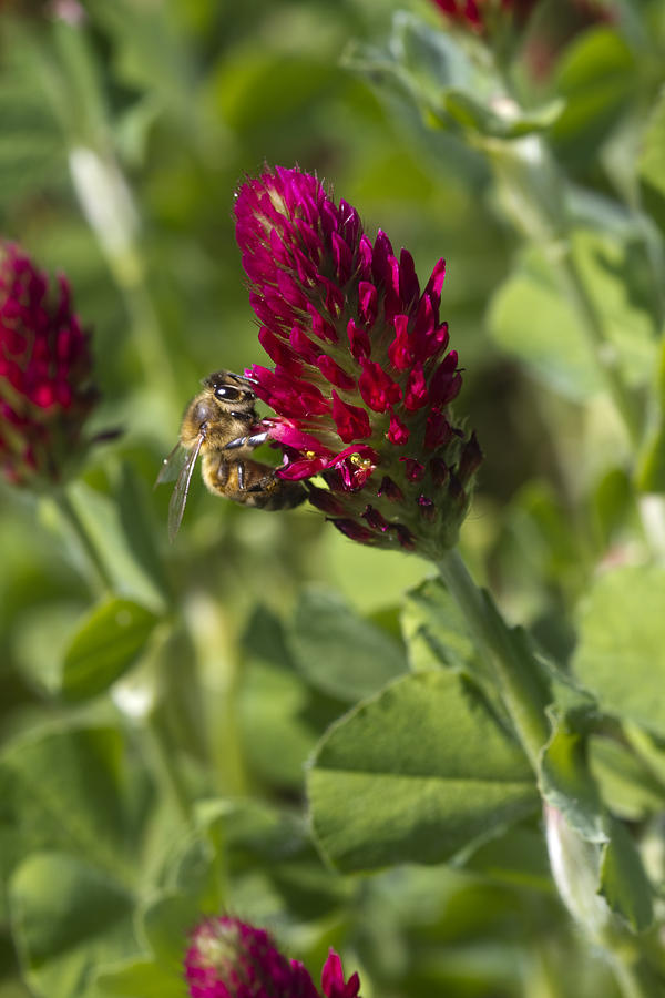 Crimson Clover and Honey Bee Photograph by Kathy Clark