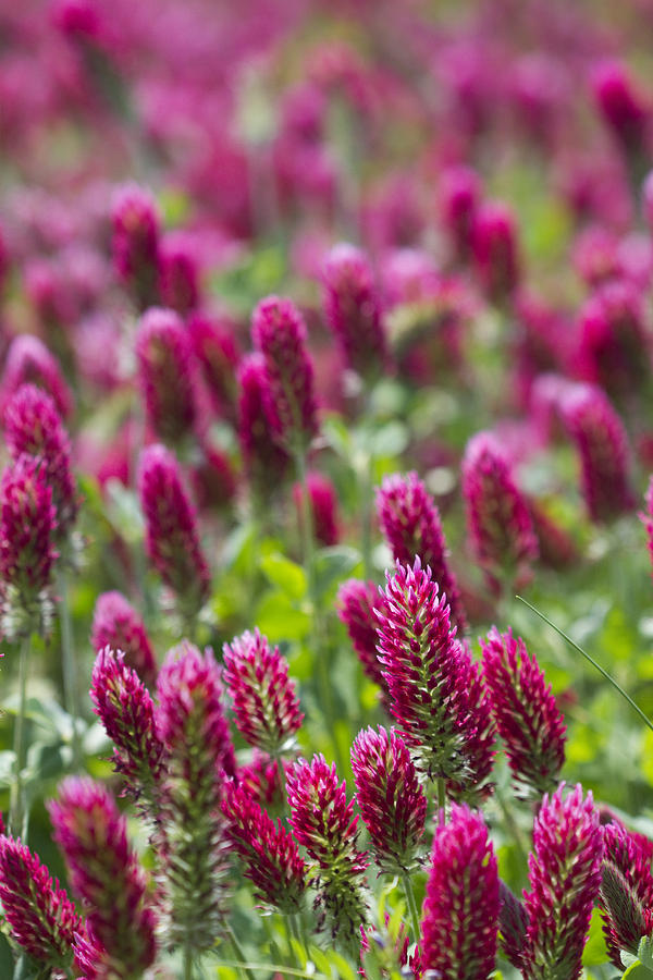 Crimson Clover In All Its Glory Photograph by Kathy Clark - Fine Art ...