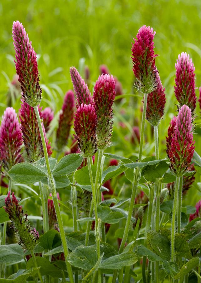 Crimson Clover (trifolium Incarnatum) Photograph by Bob Gibbons - Fine ...