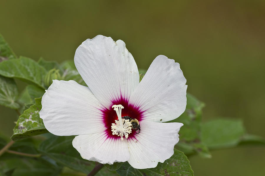Crimson-eyed Rosemallow - 2262 Photograph by Jerry Owens